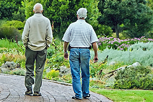 Two older men photographed from behind as they walk in a garden