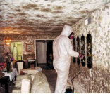 Professional removing mould from walls and ceiling